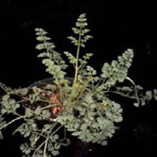 Wild Carrot: Daucus carota