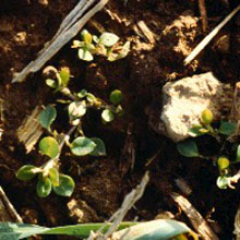 Common Chickweed: Stellaria media