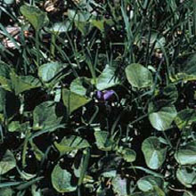 Wild Violet: Viola