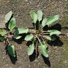 Dock: Rumex crispus