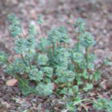 Henbit: Lamium amplexicaule