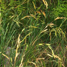 Rescuegrass: Bromus catharticus
