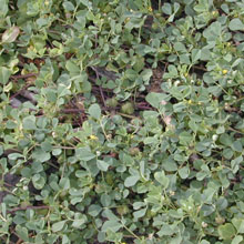 Bur Clover: Medicago hispida