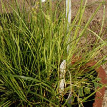 Sandburs: Cenchrus pauciflorus