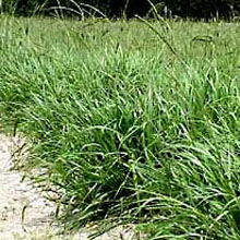 Bahiagrass: Paspalum notatum