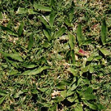 Carpetgrass: Axonopus compressus
