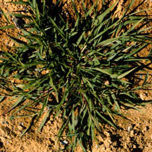 Crabgrass: Digitaria sanguinalis