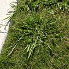 Dallisgrass: Paspalum dilatatum